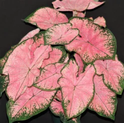 Caladium - Pink Splash