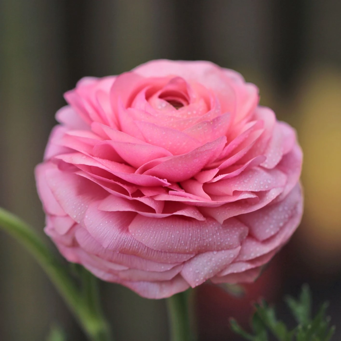 Ranunculus - Tecolote Tropical Sunset Collection - Image 3