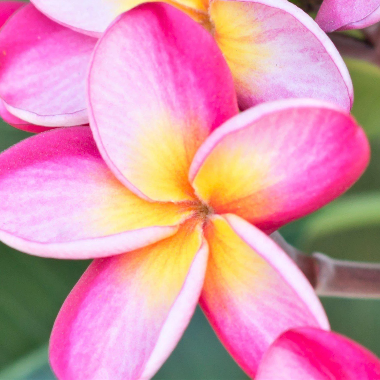 Plumeria - Rainbow (Potted) - Image 2