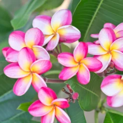 Plumeria - Rainbow (Potted)