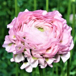 Italian Ranunculus - Cloni Pon Pon Hermione