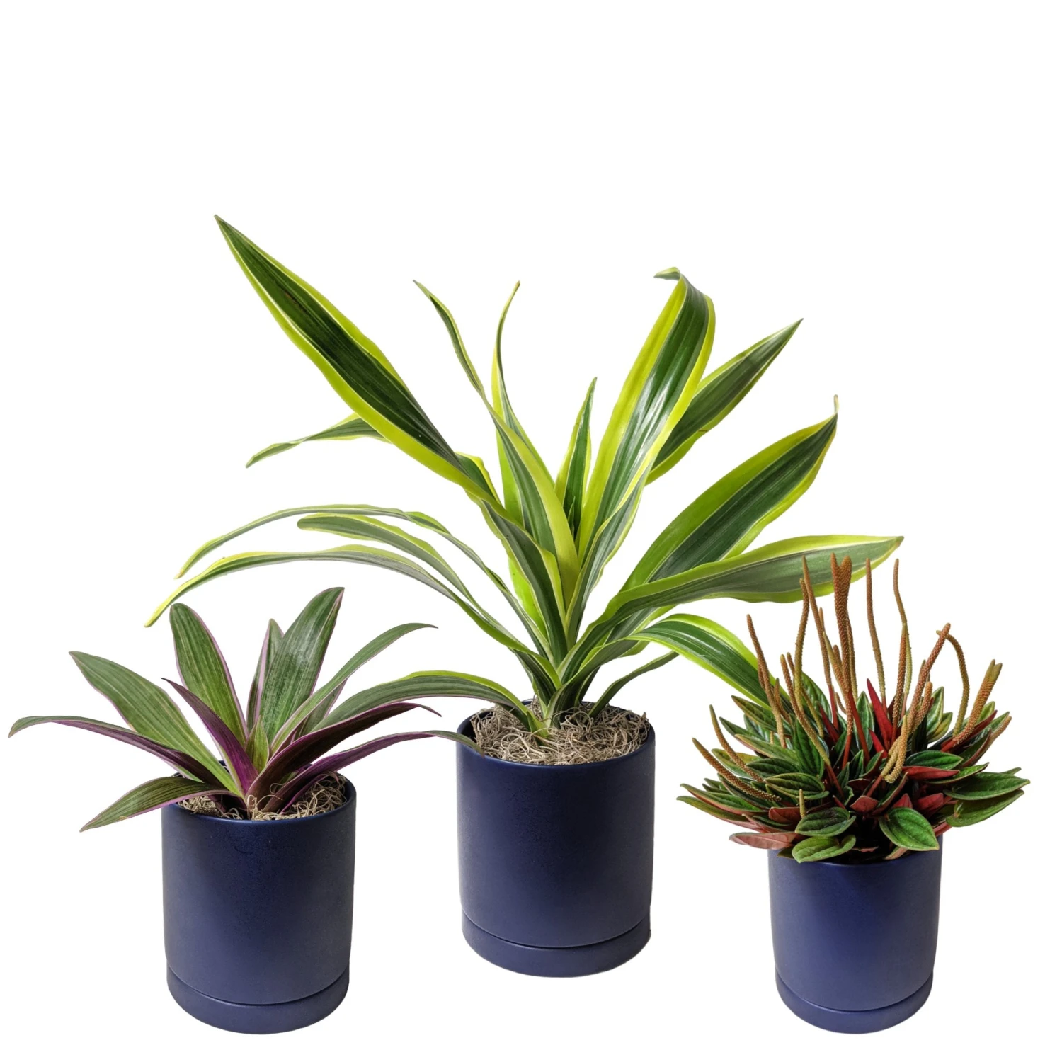 Pop Of Color Houseplant Collection - Image 4