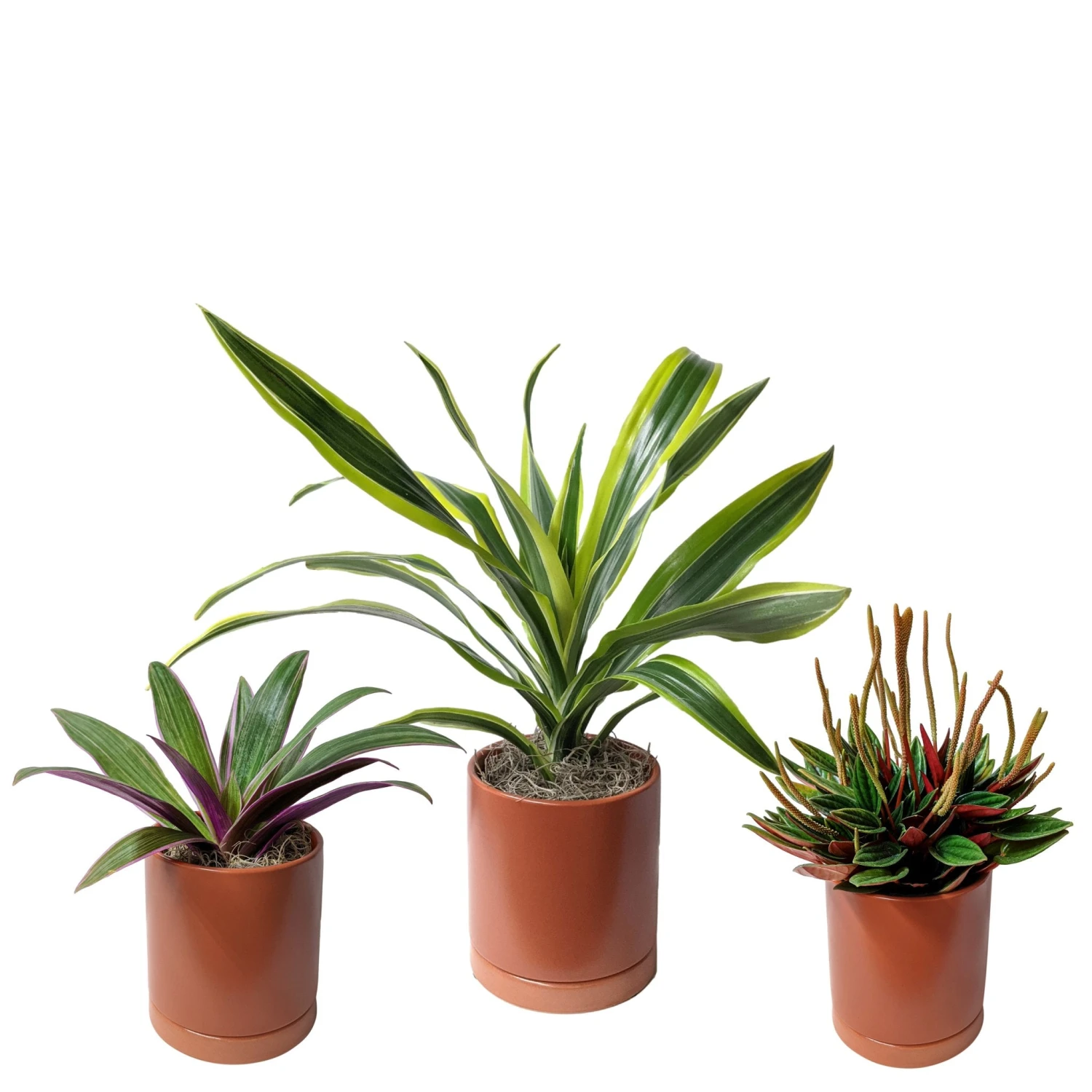Pop Of Color Houseplant Collection - Image 5