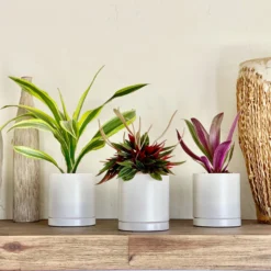 Pop Of Color Houseplant Collection