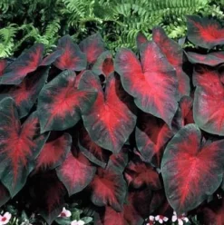 Caladium - Postman Joyner