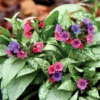 Pulmonaria - Silver Bouquet 2 Pack