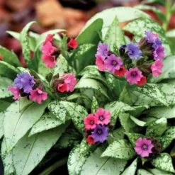 Pulmonaria - Silver Bouquet 2 Pack