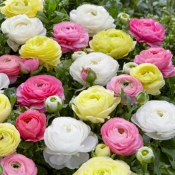 Ranunculus - Tecolote Pastel Mix