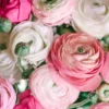 Ranunculus - Tecolote Pastel Collection