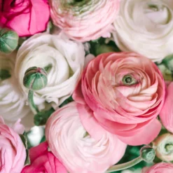 Ranunculus - Tecolote Pastel Collection