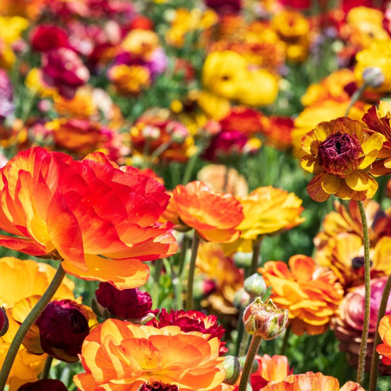 Ranunculus - Tecolote Picotee Mix - Image 2