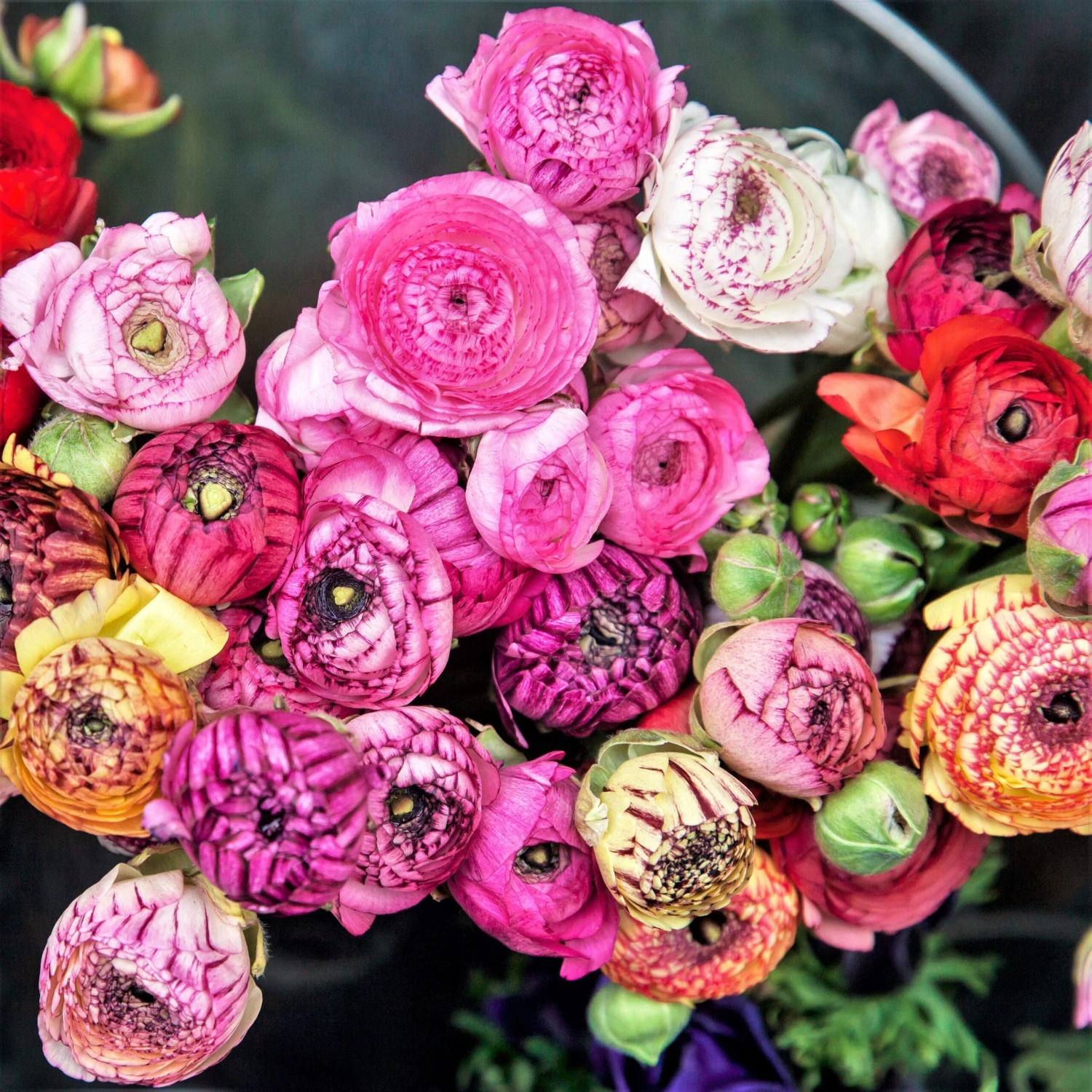 Ranunculus - Tecolote Flower Fields Collection - Image 4
