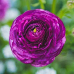 Ranunculus - Tecolote Purple