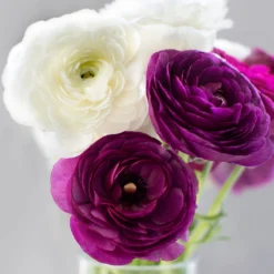 Ranunculus - Tecolote Royalty Collection