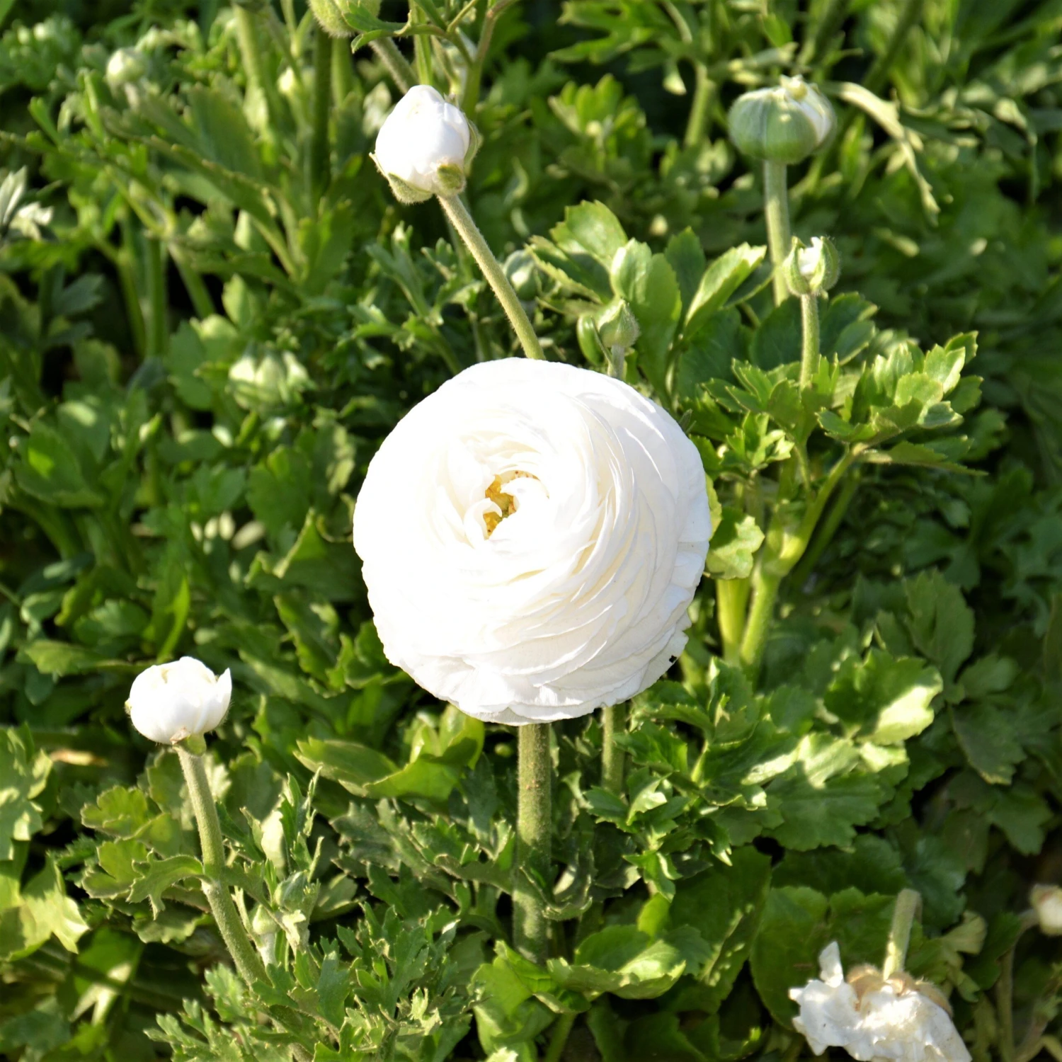 Ranunculus - Tecolote White - Image 7