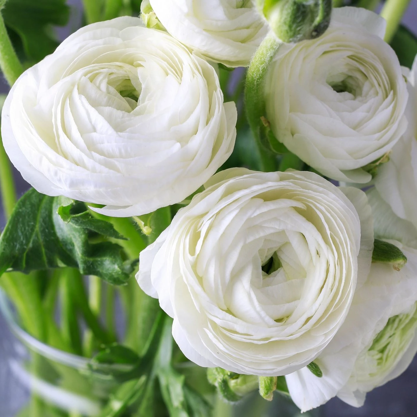 Ranunculus - Tecolote Romance Collection - Image 2