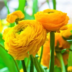 Ranunculus - Tecolote Yellow