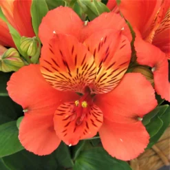 Alstroemeria - Inca Reef 3 Pack