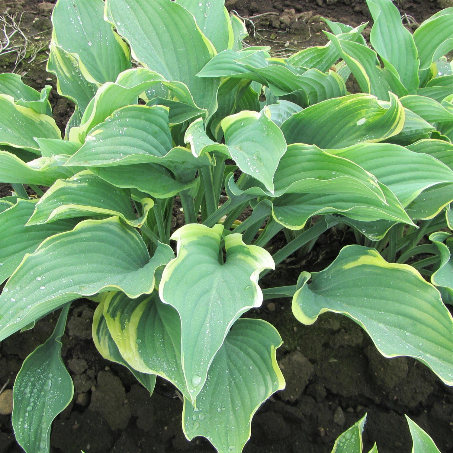 Hosta - Regal Splendor - Image 2