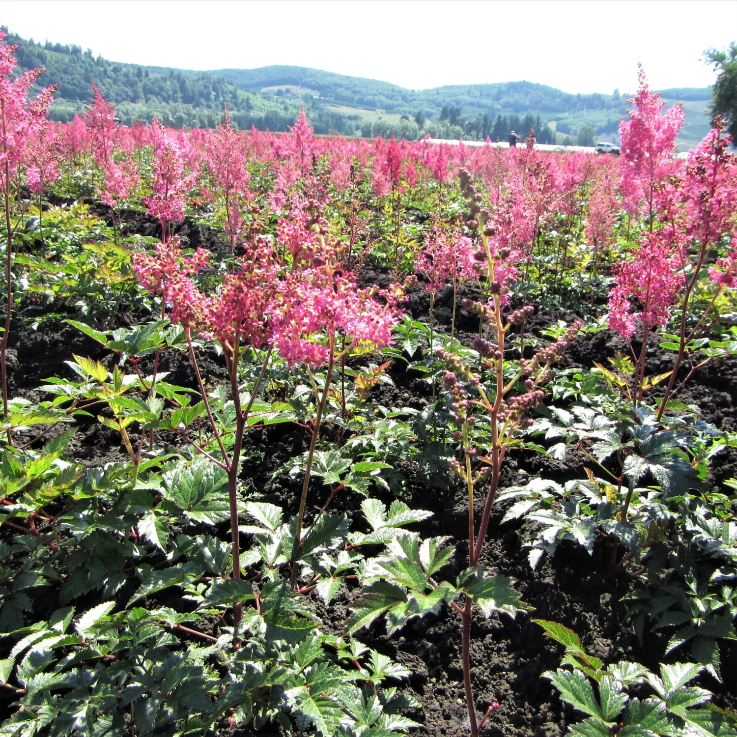 Astilbe - Cotton Candy Collection - Image 7