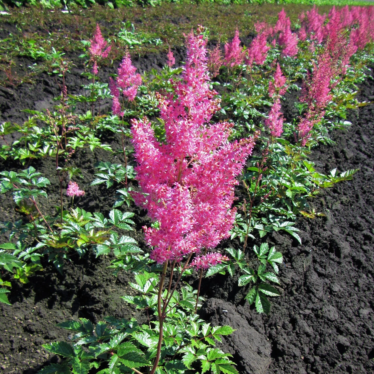 Astilbe - Cotton Candy Collection - Image 6