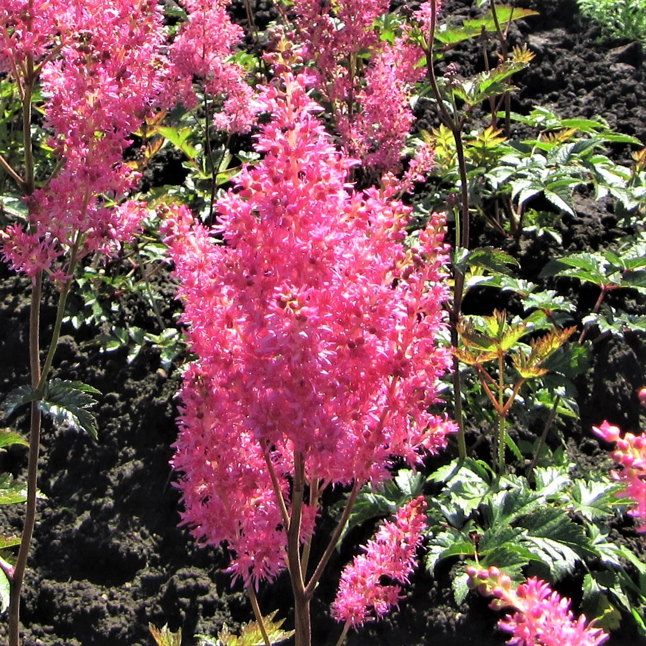 Astilbe - Cotton Candy Collection - Image 3