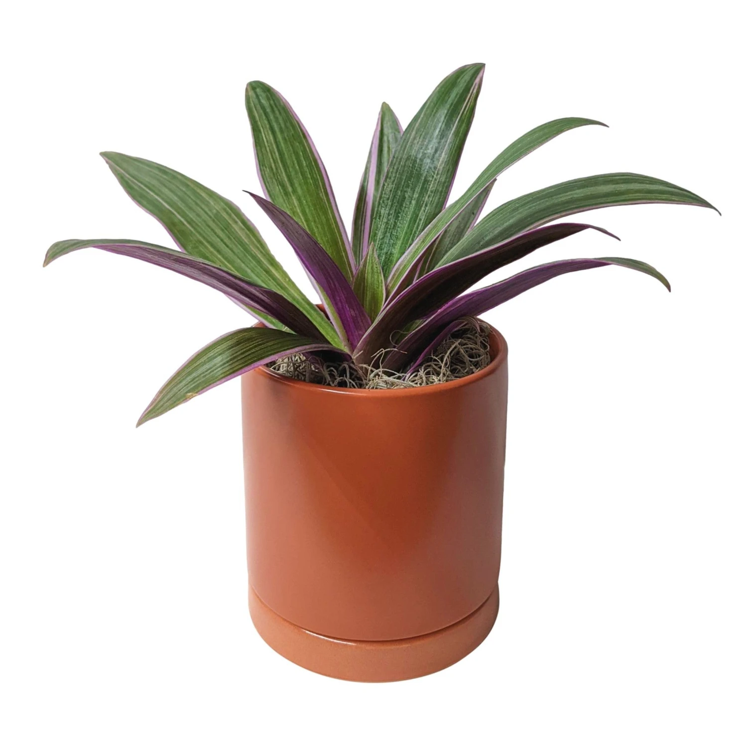 Rhoeo - Tricolor Houseplant - Image 5