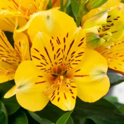Alstroemeria - Inca Rio 3 Pack