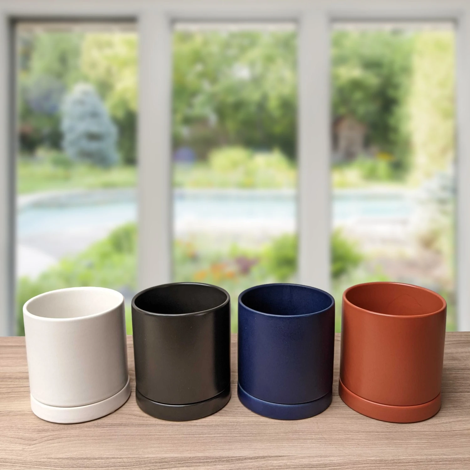 Hoya - Carnosa Albomarginata Houseplant - Image 2