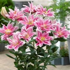 Lilium - Oriental Roselily Natalia
