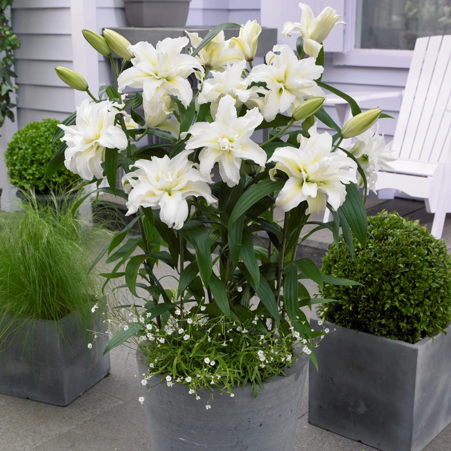 Lilium - Oriental Roselily Jisca - Image 2