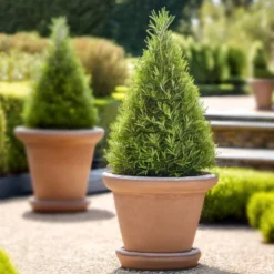 Rosemary - Topiary Plant