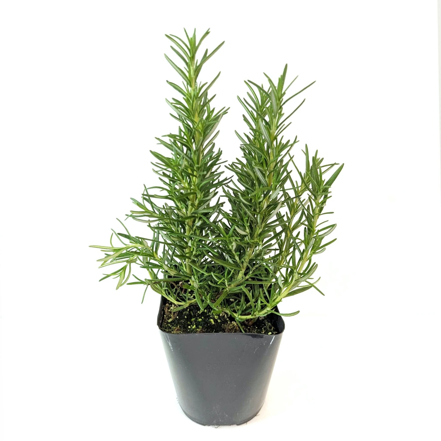 Rosemary - Blue 2 Pack - Image 2