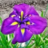 Japanese Iris - Royal Robes