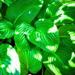 Hosta - Royal Standard