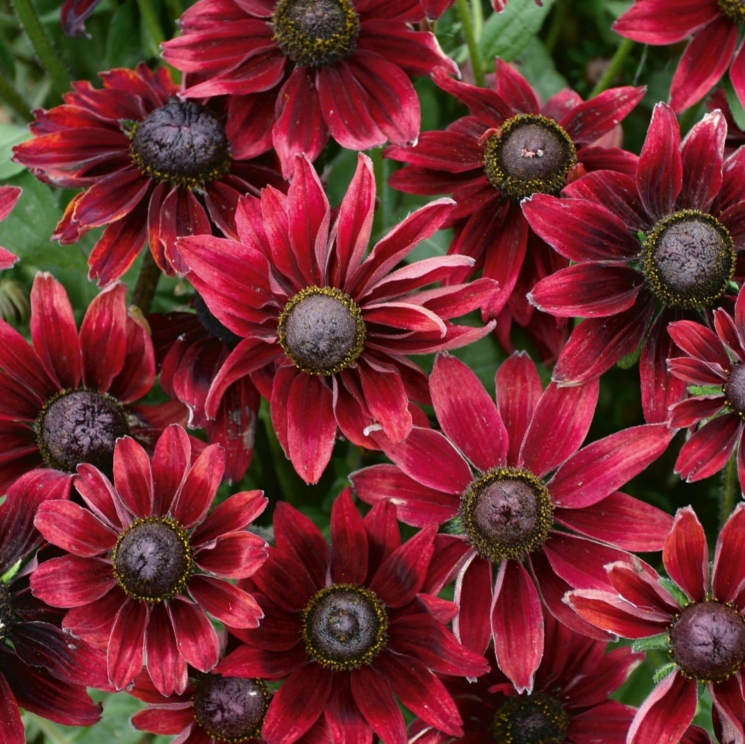 Rudbeckia - Cherry Brandy 3 Pack