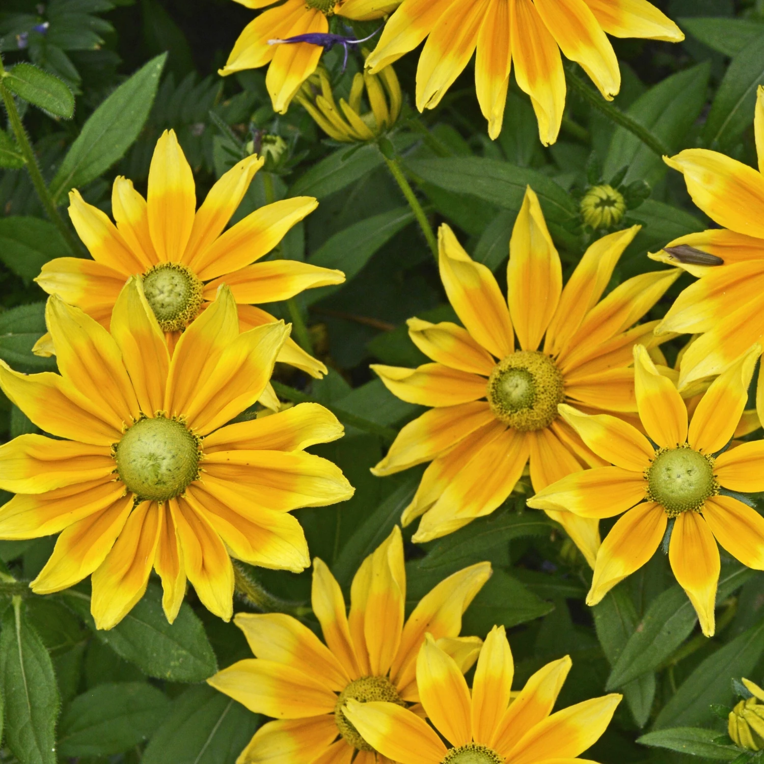 Rudbeckia - Prairie Sun 3 Pack