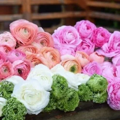 Italian Ranunculus - Sherbet Mix