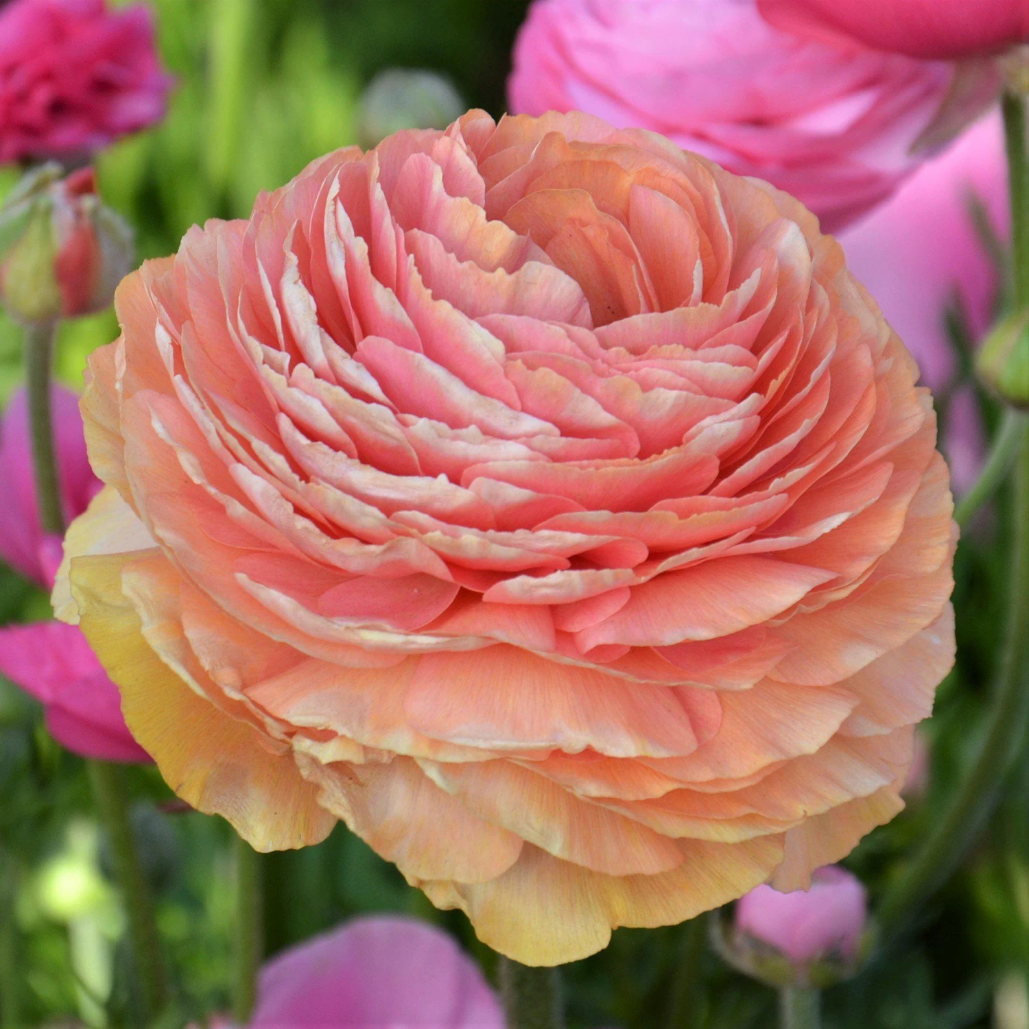 Ranunculus - Tecolote Salmon