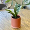 Sansevieria - Snake Plant Dwarf Houseplant