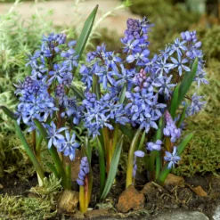 Scilla - Bifolia Blue