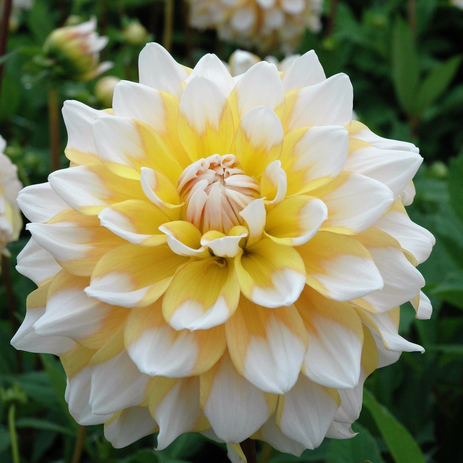 Dahlia - Seattle - Image 3