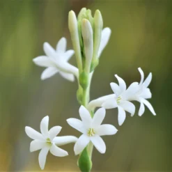 Tuberose - White Single Form