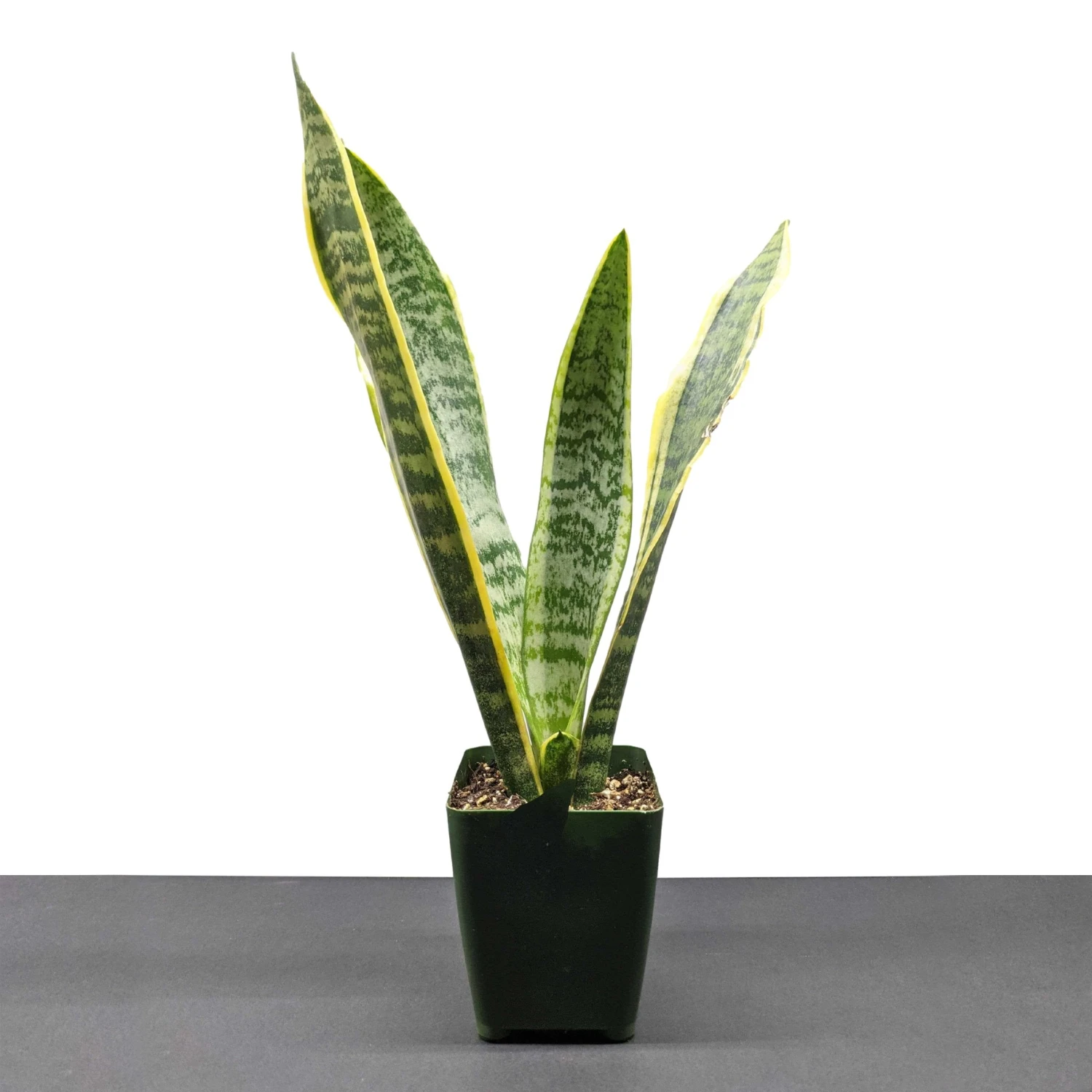 Sansevieria - Snake Plant Houseplant