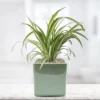 Spider Plant Houseplant (Variegated) In A Seaglass Square