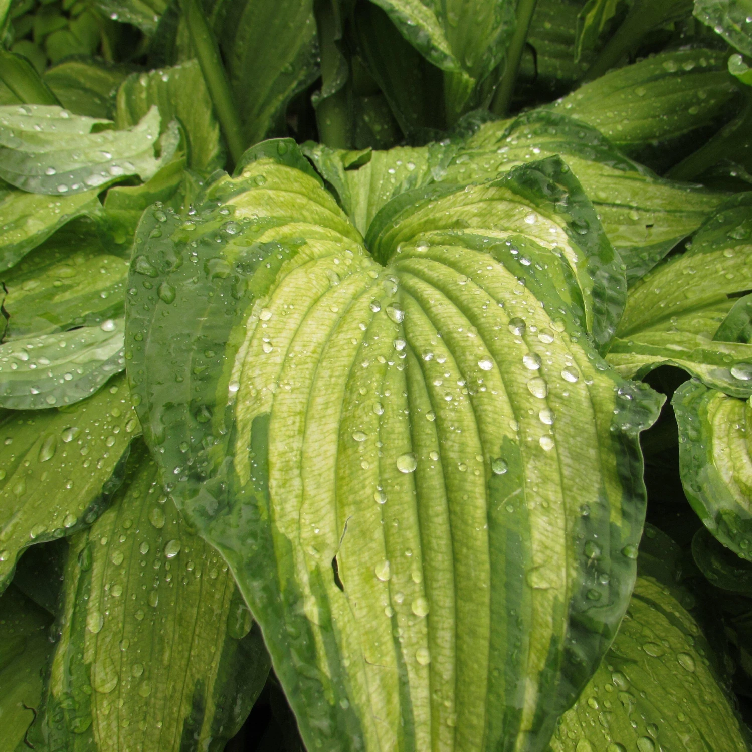 Hosta - Stained Glass - Image 4