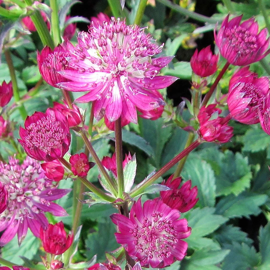 Astrantia - Star Of Fire