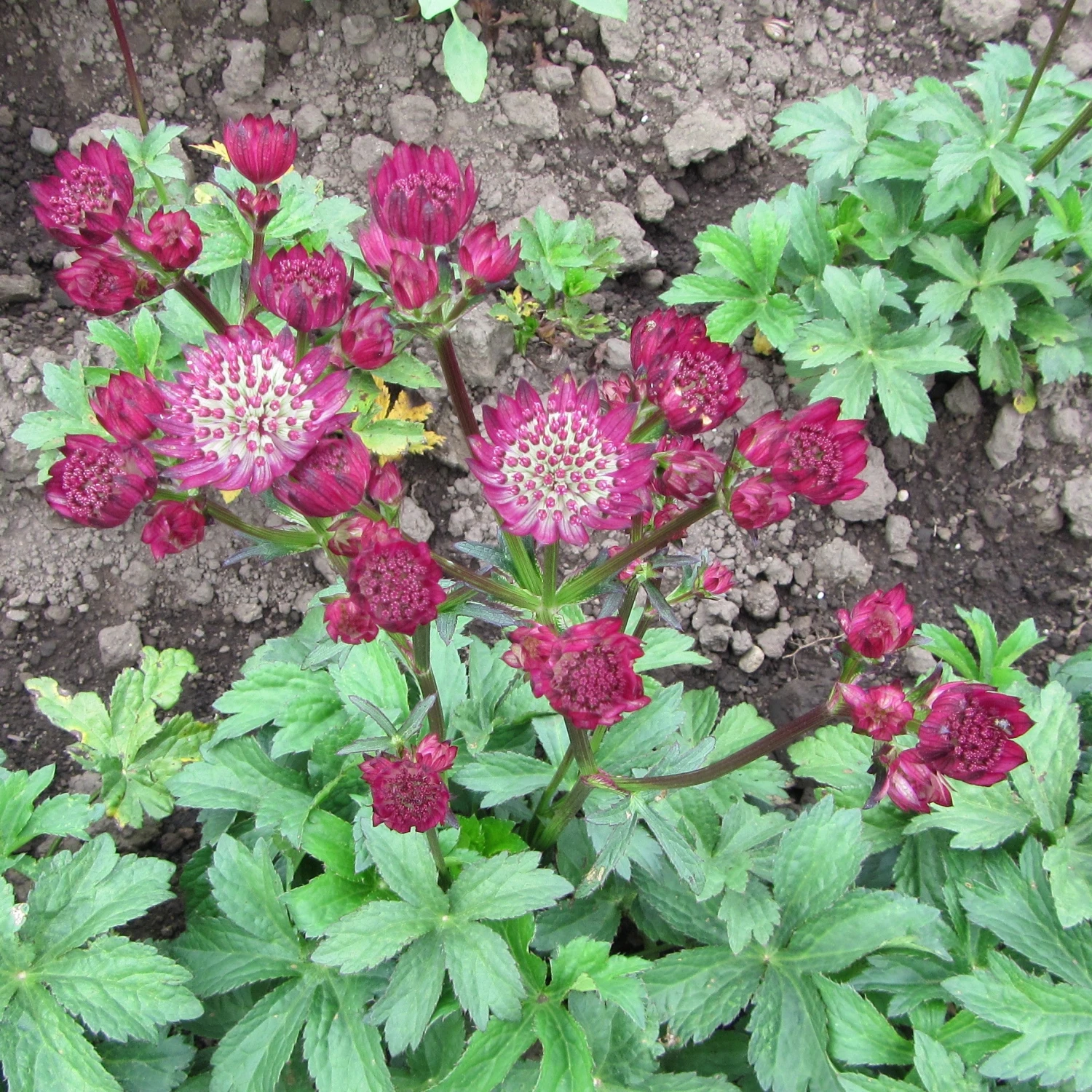 Astrantia - Star Of Fire - Image 2