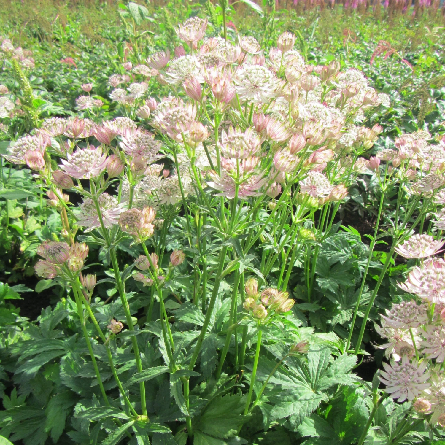 Astrantia - Star Of Royals - Image 3