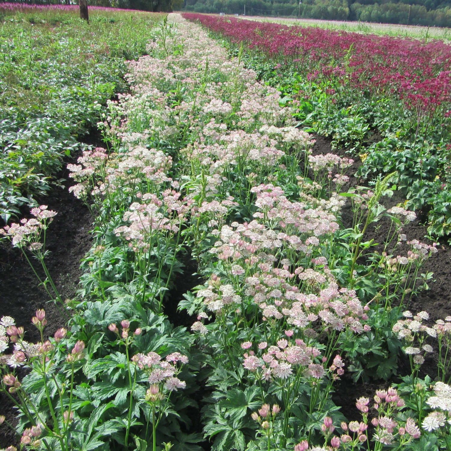 Astrantia - Star Of Royals - Image 2